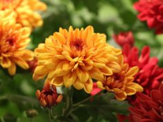 Chrysantheme - Chrysanthemum