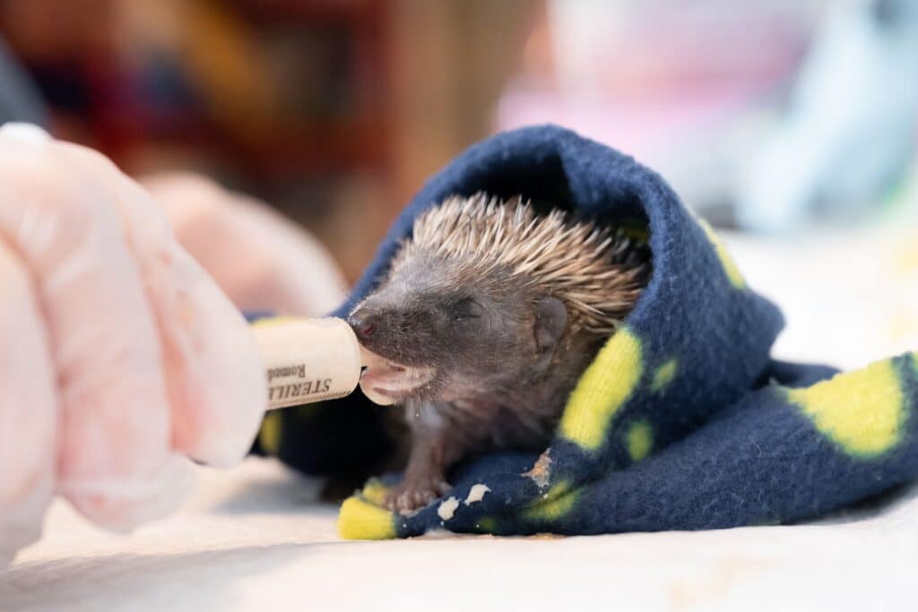 Igel mit Spritze ernähren