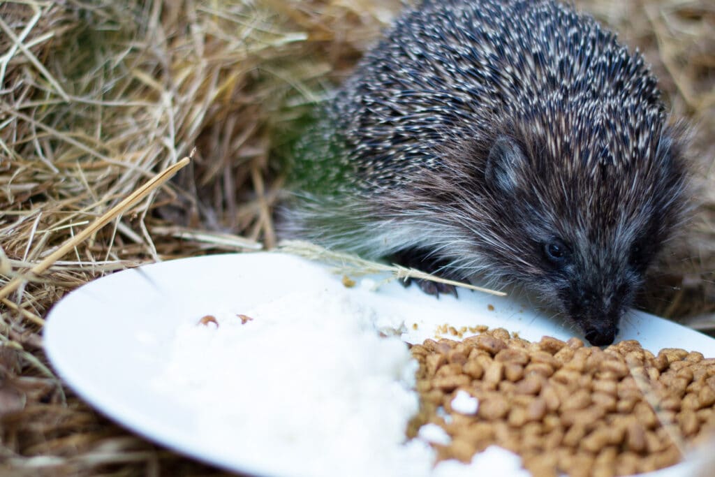 Igel isst von Teller