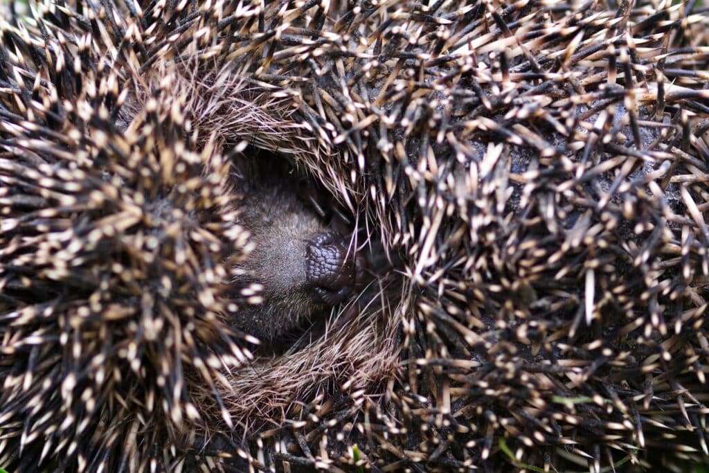 Igel im Winterschlaf