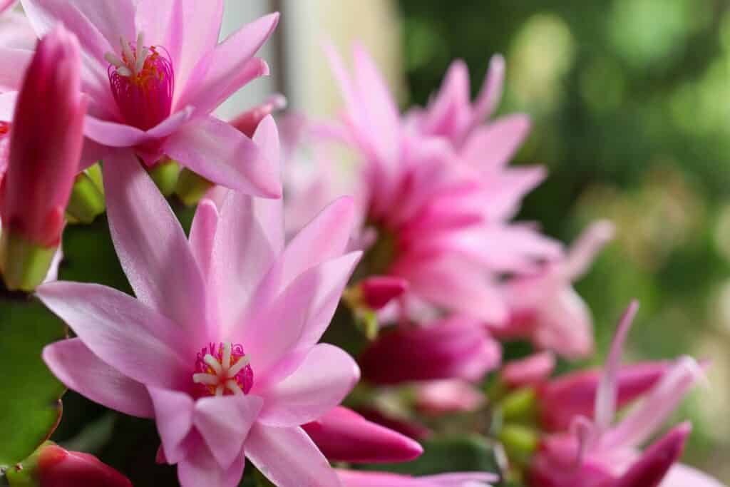 Weihnachtskaktus in voller Blüte