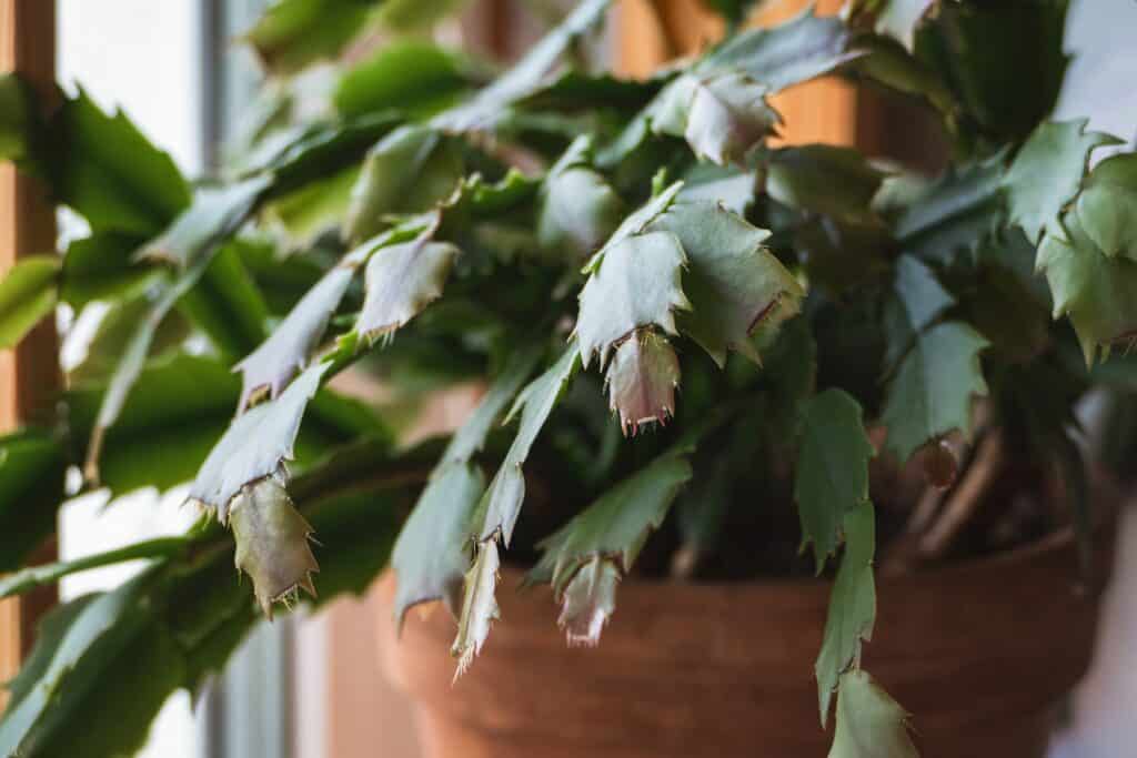 Weihnachtskaktus (Schlumbergera truncata)