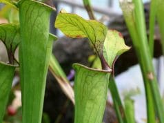 Sarracenia