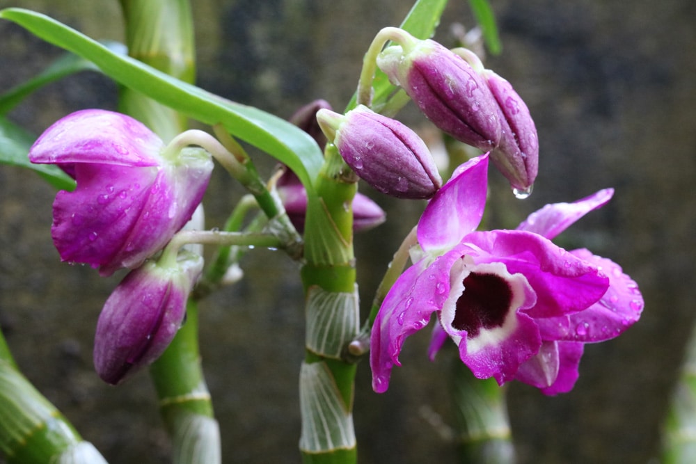 Dendrobium Orchidee