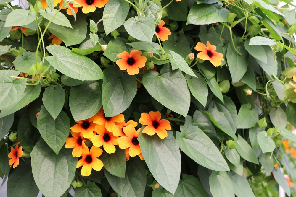 Schwarzäugige Susanne, Thunbergia