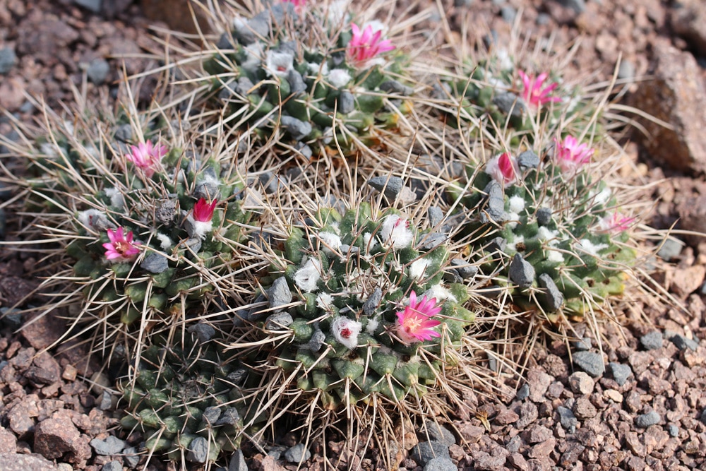 Mammillaria-Kakteen