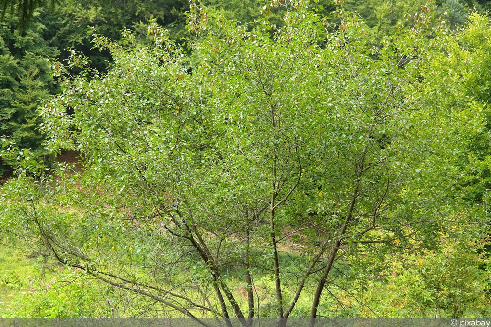 Frangula alnus