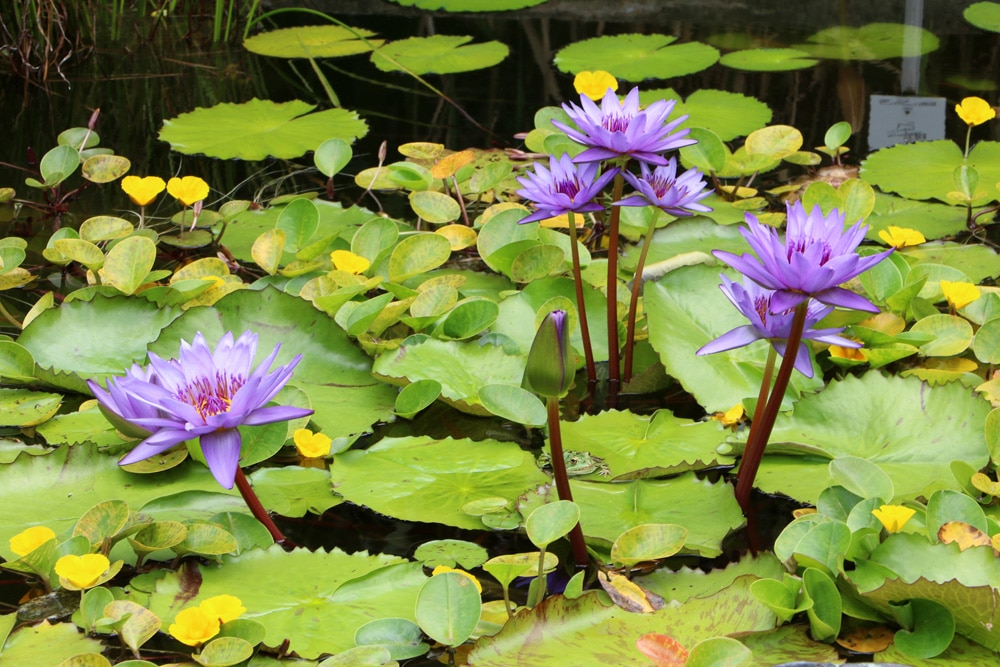 Wasserpflanzen