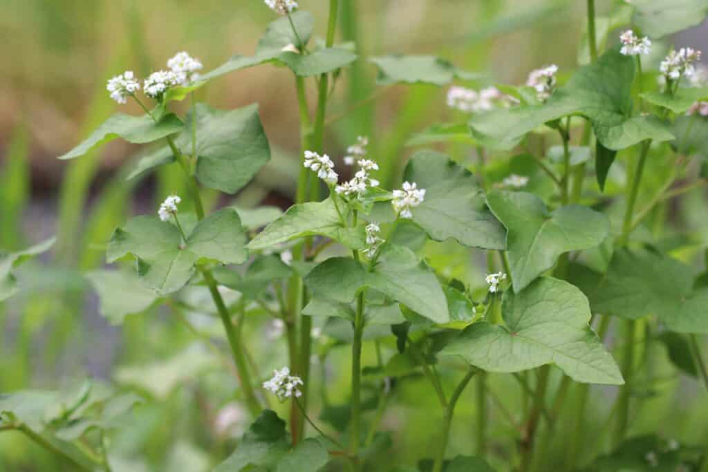 Echter Buchweizen (Fagopyrum esculentum)