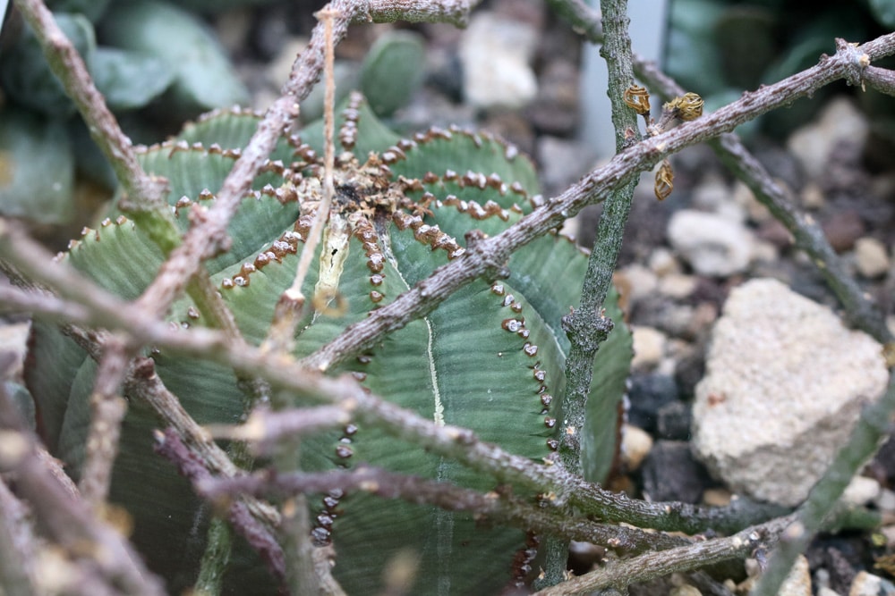 Euphorbia obesa