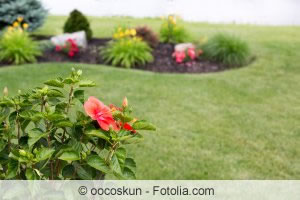 Hibiskus im Garten