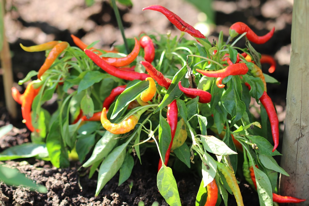 Habaneros