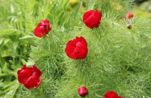 Paeonia tenuifolia, Netzblatt-Pfingstrose