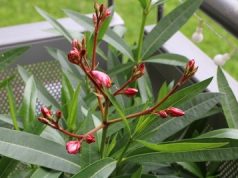 Oleander mit Blüten