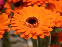 Blumenarten Gerbera