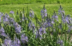 Camassia