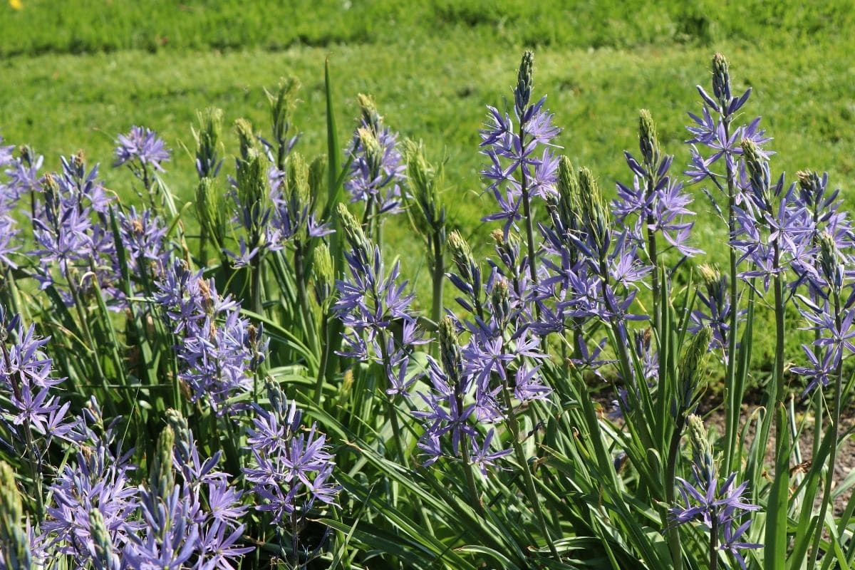 Camassia