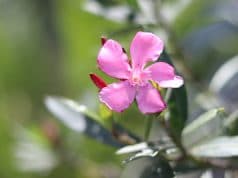 Oleander