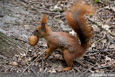 Eichhörnchen mit Futter