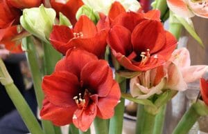 Amaryllis - Ritterstern - Hippeastrum