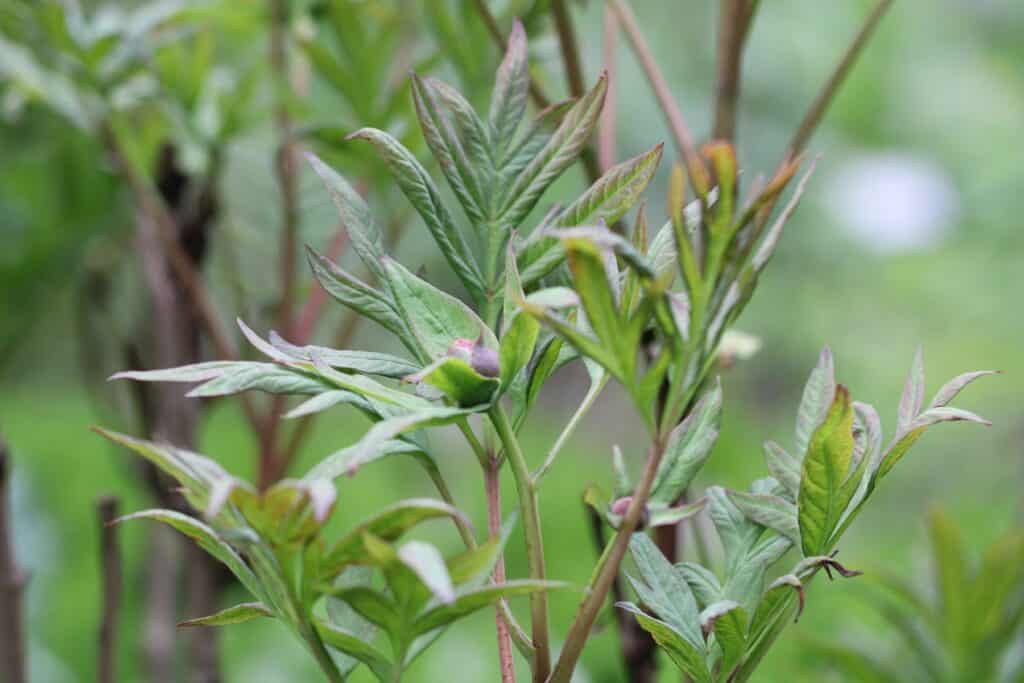 Delavays Strauch-Pfingstrose (Paeonia delavayi)