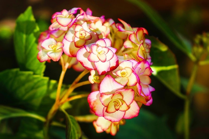 Hydrangea macrophylla 'Miss Saori'