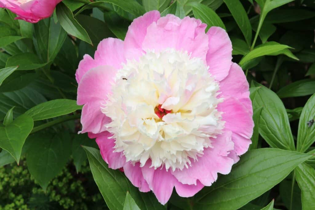 Pfingstrose (Paeonia lactiflora 'Cora Stubbs')