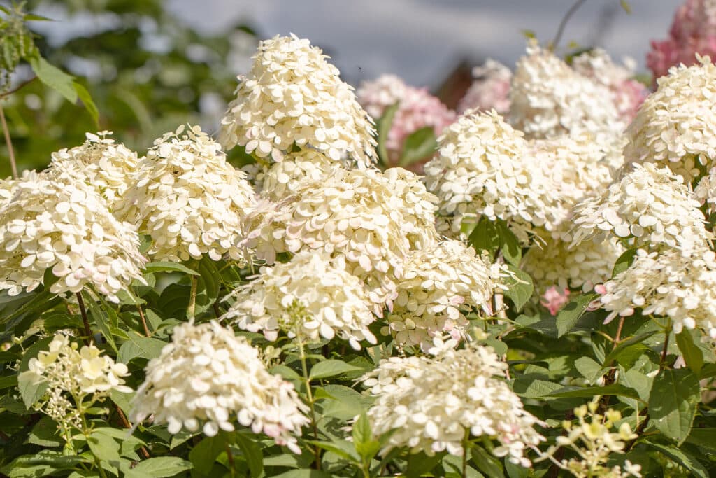 Rispenhortensie (Hydrangea paniculata 'Limelight')