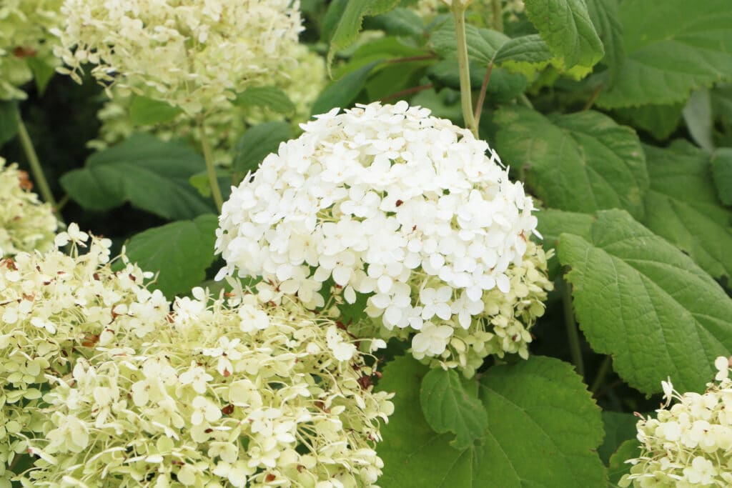 Schneeballhortensie (Hydrangea arborescens 'Annabelle')