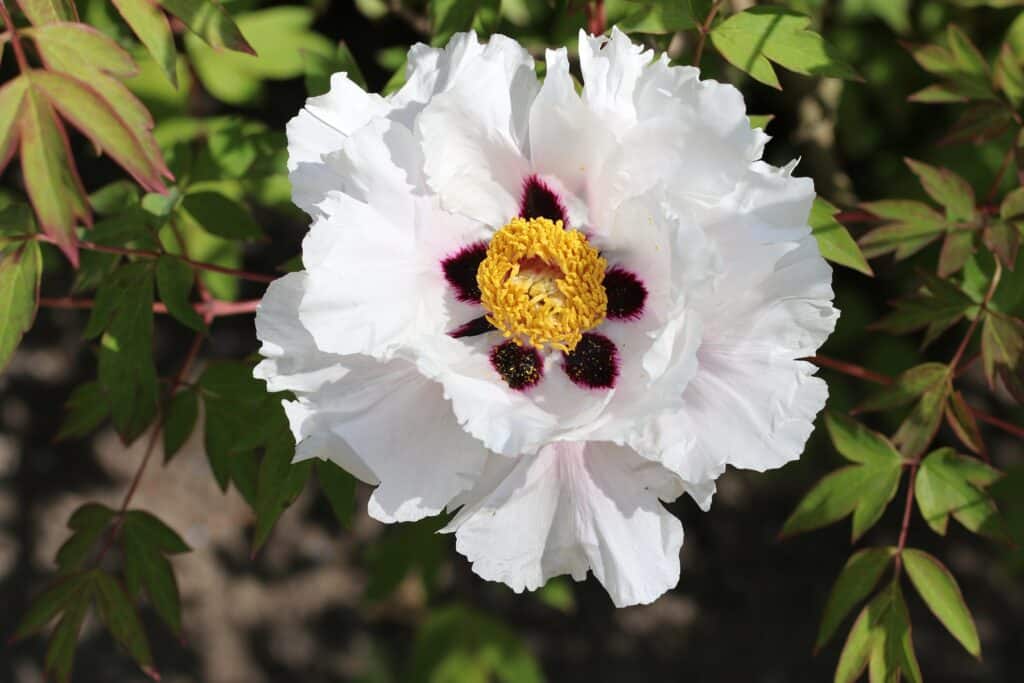 Strauch-Pfingstrose (Paeonia suffruticosa)