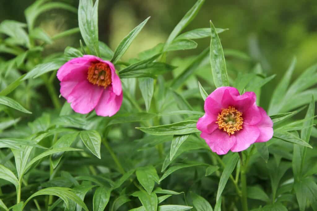 Wildpäonie (Paeonia anomala)