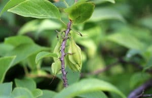 Schneeglöckchenbaum - Halesia