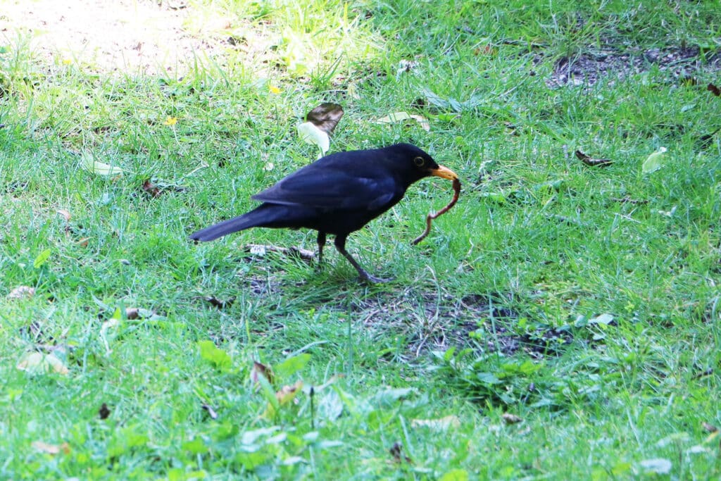 Amsel frisst Regenwurm