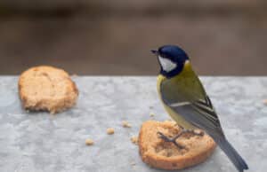 Darf man Vögel mit Brot füttern? Womit man Vögel im Winter füttern sollte