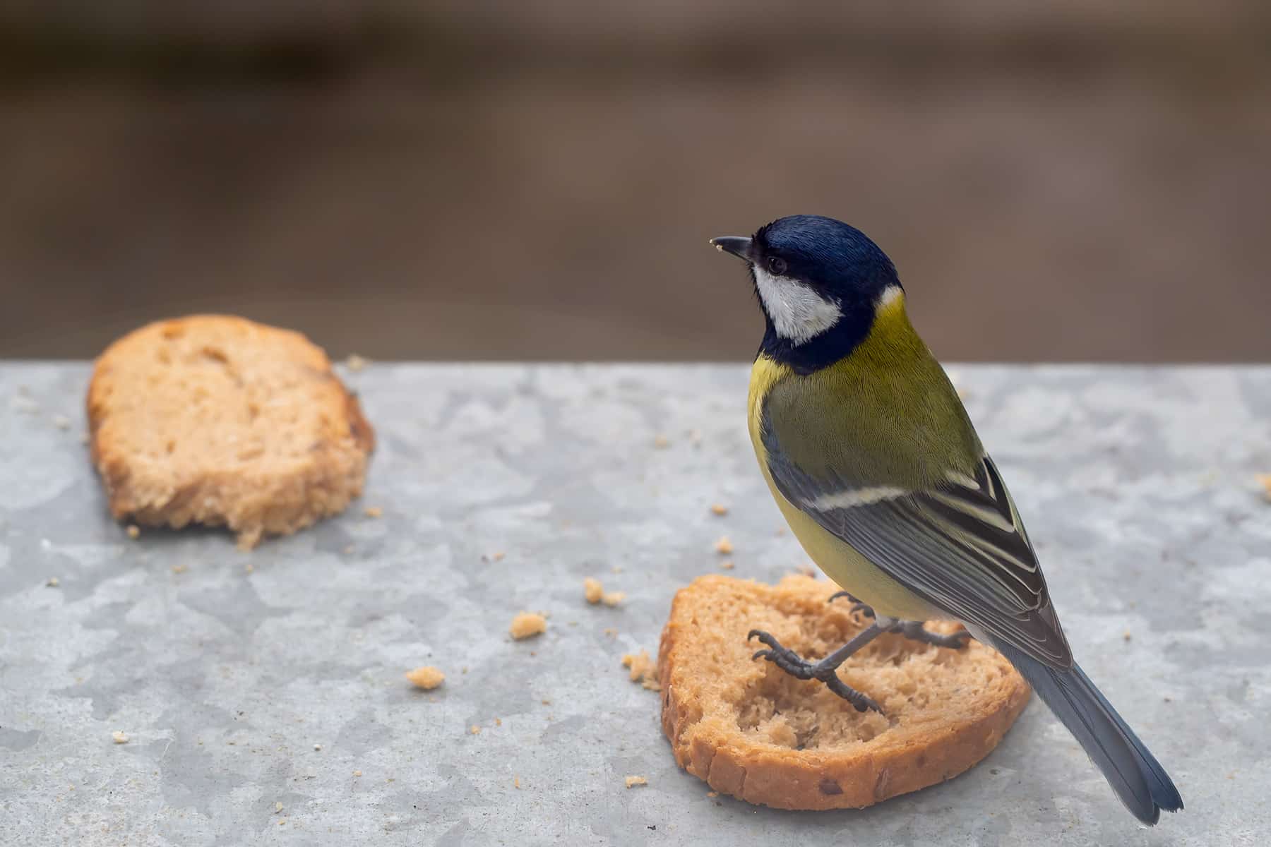 Darf man Vögel mit Brot füttern? Womit man Vögel im Winter füttern sollte