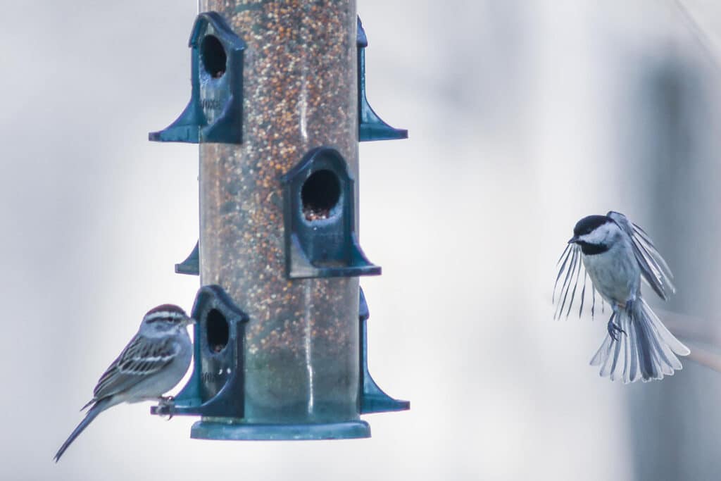 Vögel fressen aus Vogelfutterspender