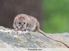 Ratte - Rattenköder für die Falle