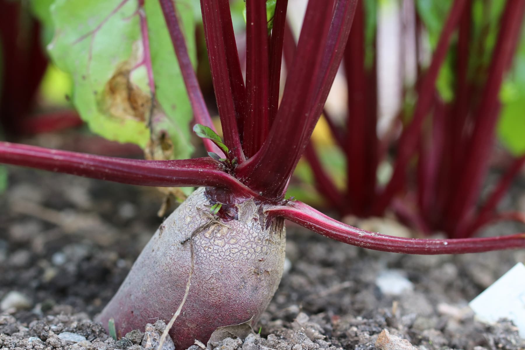 Wann ist Rote Bete reif? Wie Sie Rote Rübe richtig ernten