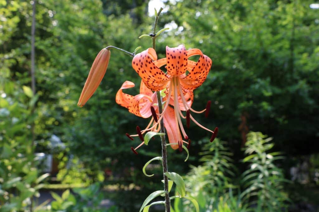 Feuerlilie (Lilium bulbiferum)