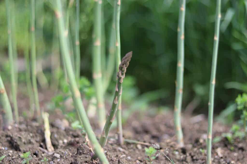 Grüner Spargel im Garten