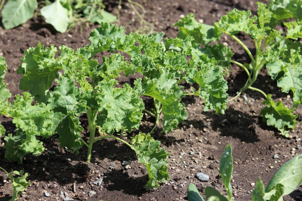 Grünkohl im Garten