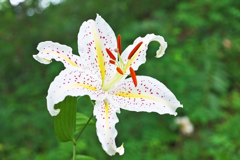 Japanische Berglilie (Lilium auratum)