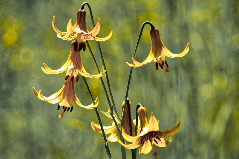 Kanadalilie (Lilium canadense)