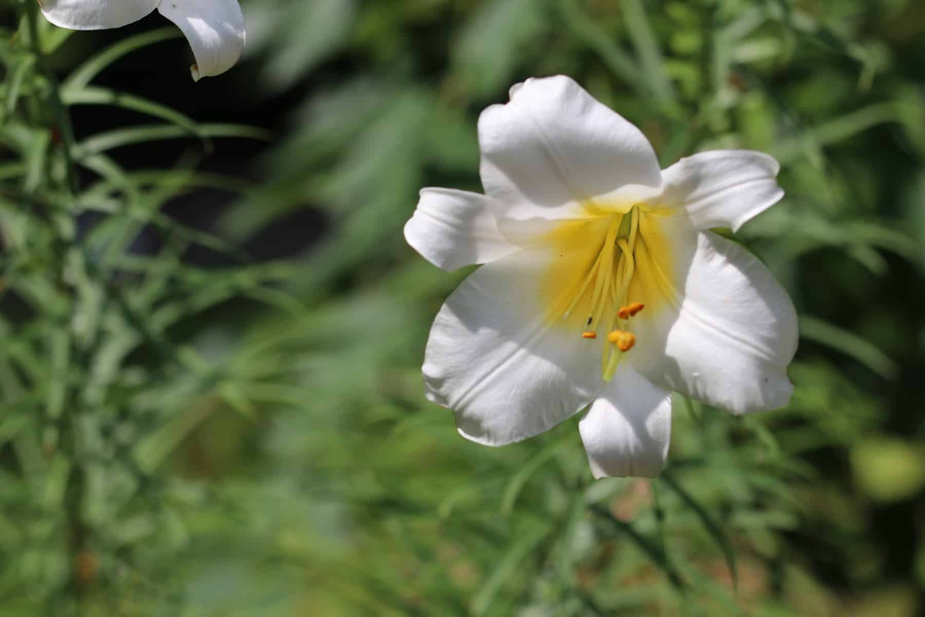 Königslilie (Lilium regale)