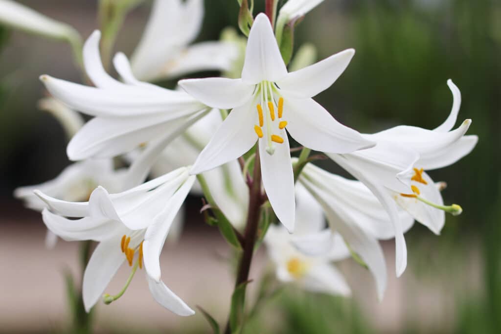 Madonnenlilie (Lilium candidum)