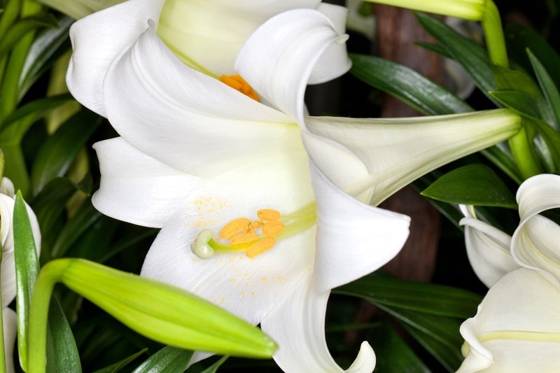 Osterlilie (Lilium longiflorum)