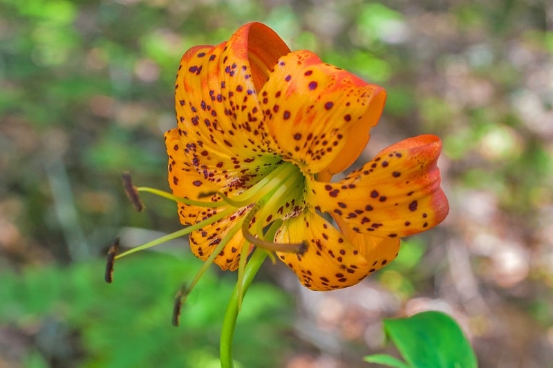 Pantherlilie (Lilium pardalinum)