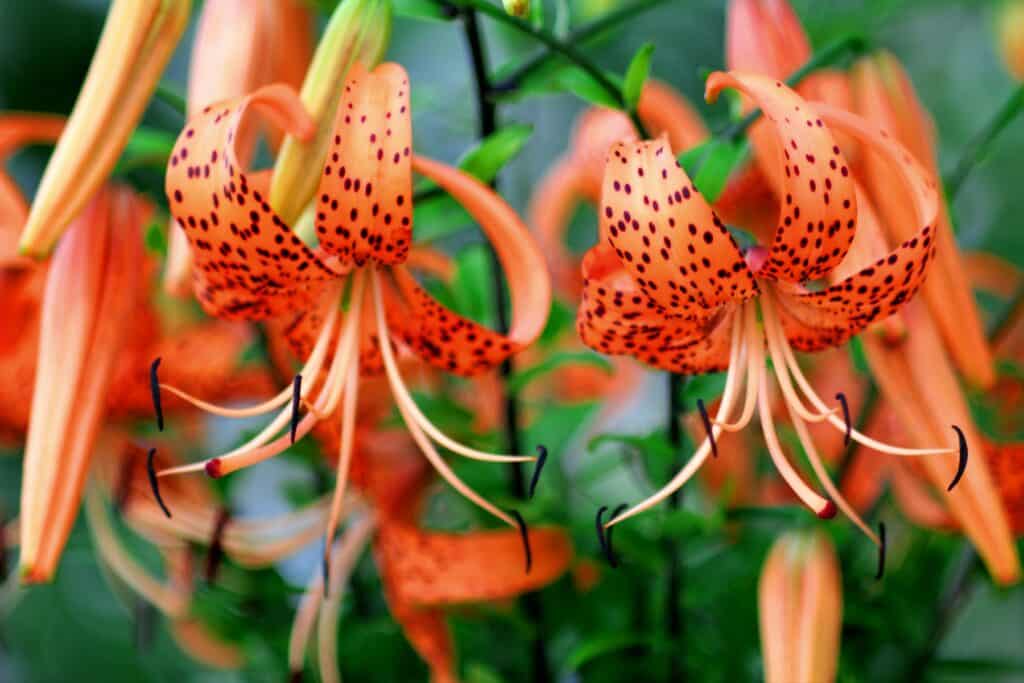 Tigerlilie (Lilium lancifolium)