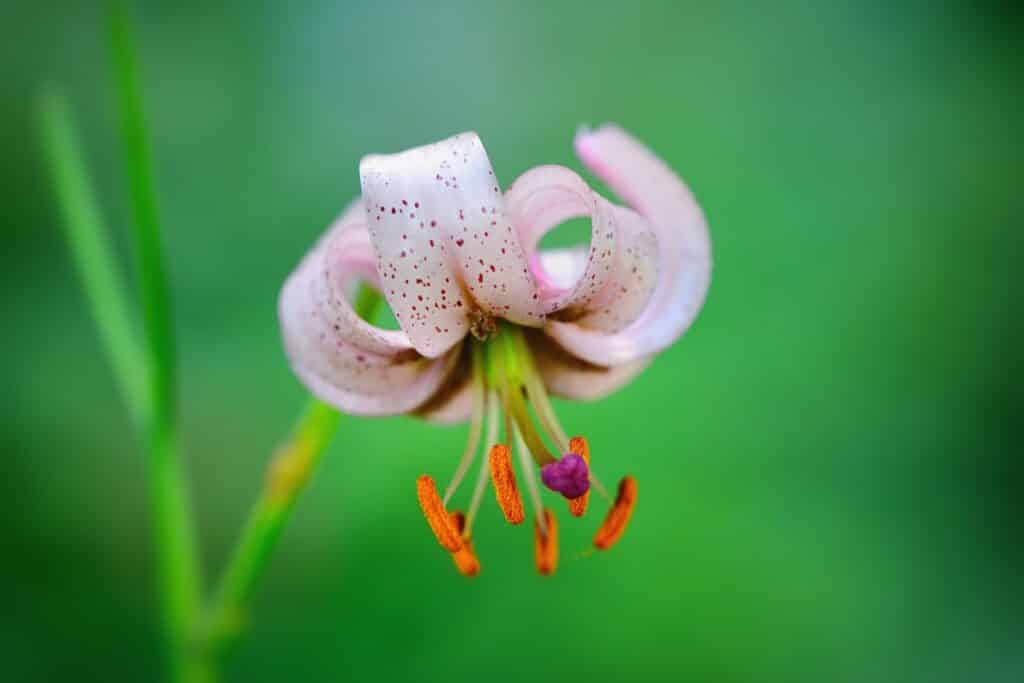 Türkenbundlilie (Lilium martagon)