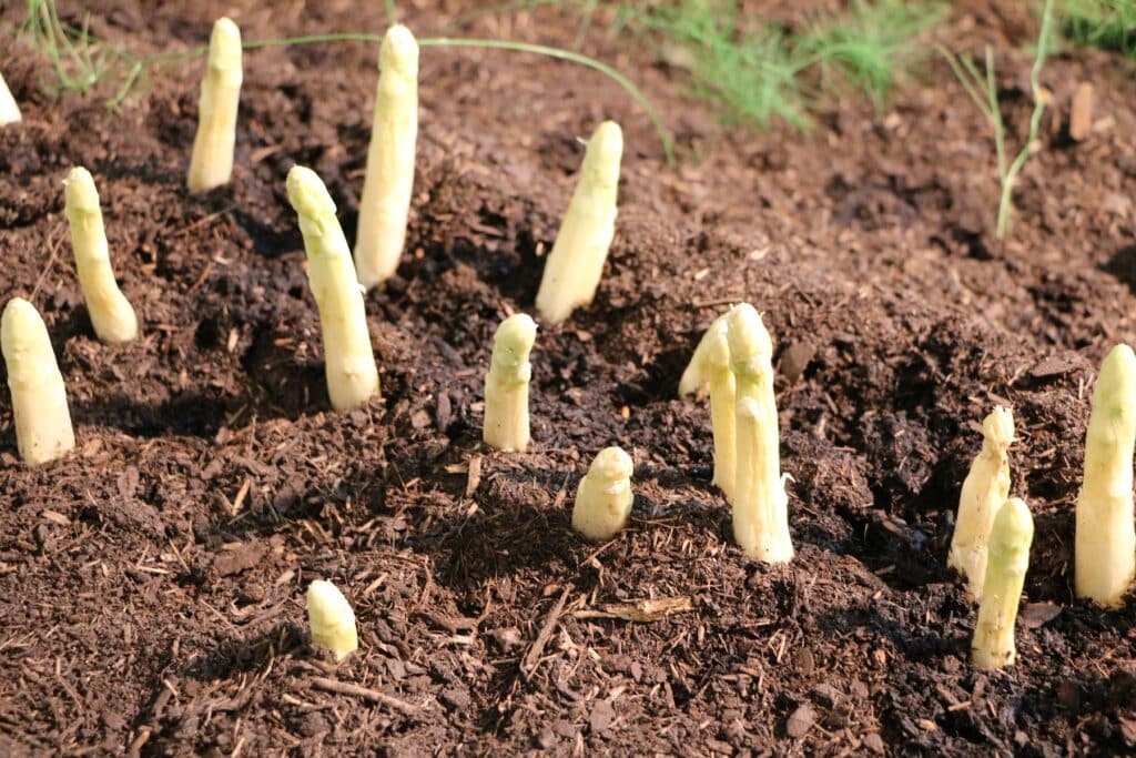 Weißer Spargel